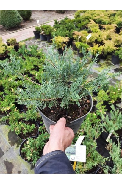 Ялівець віргінський Грей Оул - 5л/вис.25-30см/Ø35-40см